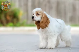 Mehr über den Artikel erfahren American Cocker Spaniel Züchter und Welpen in Prag