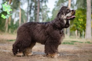 Mehr über den Artikel erfahren American Cocker Spaniel Züchter und Welpen in Sjælland