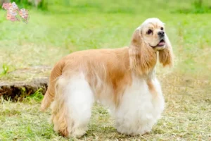 Mehr über den Artikel erfahren American Cocker Spaniel Züchter und Welpen in Syddanmark