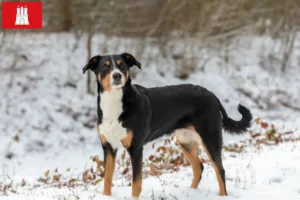 Mehr über den Artikel erfahren Appenzeller Sennenhund Züchter und Welpen in Hamburg