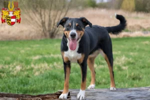 Mehr über den Artikel erfahren Appenzeller Sennenhund Züchter und Welpen in Kärnten