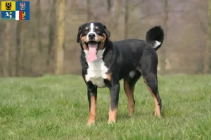 Mehr über den Artikel erfahren Appenzeller Sennenhund Züchter und Welpen in Mähren-Schlesien