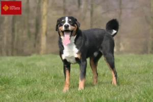 Mehr über den Artikel erfahren Appenzeller Sennenhund Züchter und Welpen in Okzitanien