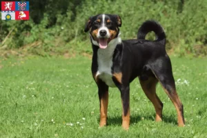 Mehr über den Artikel erfahren Appenzeller Sennenhund Züchter und Welpen in Pardubice