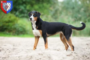 Mehr über den Artikel erfahren Appenzeller Sennenhund Züchter und Welpen in Pays de la Loire