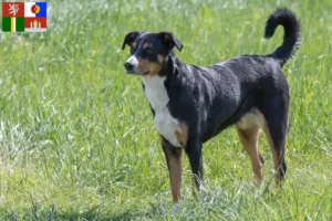 Mehr über den Artikel erfahren Appenzeller Sennenhund Züchter und Welpen in Südböhmen