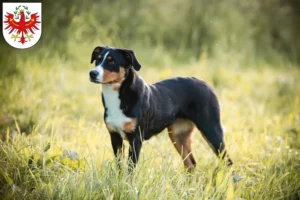 Mehr über den Artikel erfahren Appenzeller Sennenhund Züchter und Welpen in Tirol