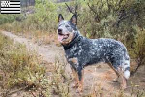 Mehr über den Artikel erfahren Australian Cattle Dog Züchter und Welpen in der Bretagne