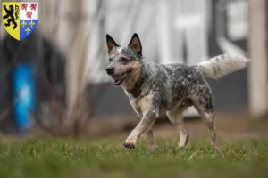 Mehr über den Artikel erfahren Australian Cattle Dog Züchter und Welpen in Hauts-de-France