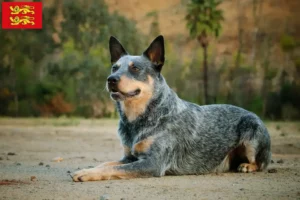 Mehr über den Artikel erfahren Australian Cattle Dog Züchter und Welpen in der Normandie