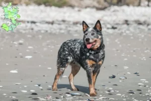 Mehr über den Artikel erfahren Australian Cattle Dog Züchter und Welpen in Sjælland