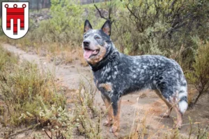 Mehr über den Artikel erfahren Australian Cattle Dog Züchter und Welpen in Vorarlberg