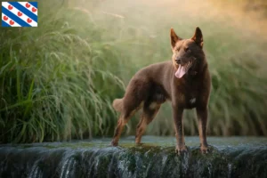 Mehr über den Artikel erfahren Australian Kelpie Züchter und Welpen in Friesland