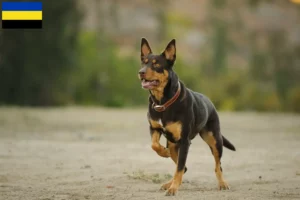 Mehr über den Artikel erfahren Australian Kelpie Züchter und Welpen in Gelderland