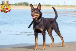 Mehr über den Artikel erfahren Australian Kelpie Züchter und Welpen in Kärnten