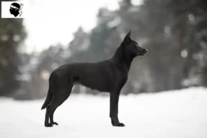 Mehr über den Artikel erfahren Australian Kelpie Züchter und Welpen auf Korsika