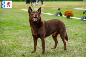 Mehr über den Artikel erfahren Australian Kelpie Züchter und Welpen in Nouvelle-Aquitaine