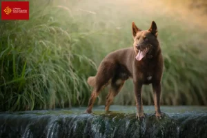 Mehr über den Artikel erfahren Australian Kelpie Züchter und Welpen in Okzitanien