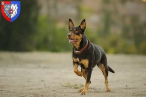 Mehr über den Artikel erfahren Australian Kelpie Züchter und Welpen in Pays de la Loire