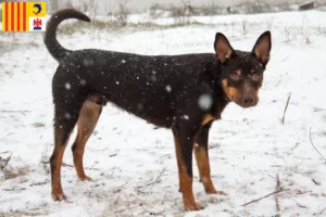 Mehr über den Artikel erfahren Australian Kelpie Züchter und Welpen in der Provence-Alpes-Côte d’Azur