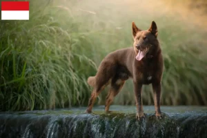 Mehr über den Artikel erfahren Australian Kelpie Züchter und Welpen in Wien