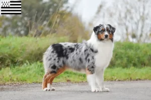 Mehr über den Artikel erfahren Australian Shepherd Züchter und Welpen in der Bretagne