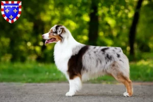 Mehr über den Artikel erfahren Australian Shepherd Züchter und Welpen in Centre-Val de Loire