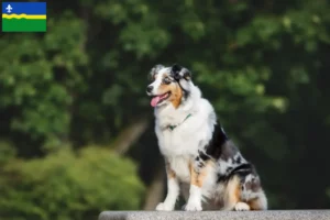 Mehr über den Artikel erfahren Australian Shepherd Züchter und Welpen in Flevoland