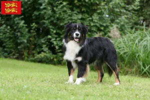 Mehr über den Artikel erfahren Australian Shepherd Züchter und Welpen in der Normandie