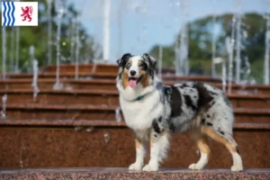 Mehr über den Artikel erfahren Australian Shepherd Züchter und Welpen in Nouvelle-Aquitaine