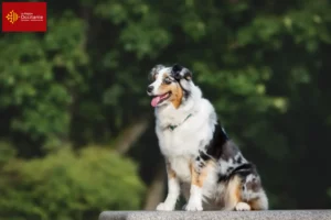 Mehr über den Artikel erfahren Australian Shepherd Züchter und Welpen in Okzitanien