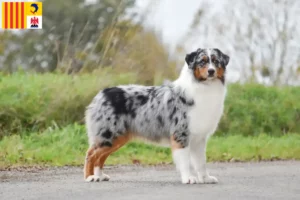 Mehr über den Artikel erfahren Australian Shepherd Züchter und Welpen in der Provence-Alpes-Côte d’Azur