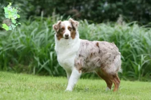 Mehr über den Artikel erfahren Australian Shepherd Züchter und Welpen in Sjælland