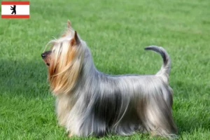 Mehr über den Artikel erfahren Australian Silky Terrier Züchter und Welpen in Berlin