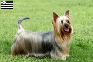 Mehr über den Artikel erfahren Australian Silky Terrier Züchter und Welpen in der Bretagne