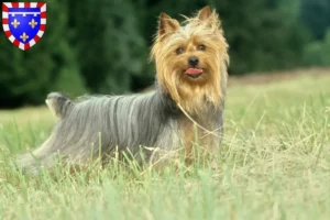 Mehr über den Artikel erfahren Australian Silky Terrier Züchter und Welpen in Centre-Val de Loire