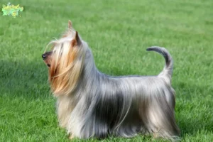 Mehr über den Artikel erfahren Australian Silky Terrier Züchter und Welpen in Midtjylland