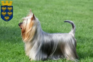 Mehr über den Artikel erfahren Australian Silky Terrier Züchter und Welpen in Niederösterreich