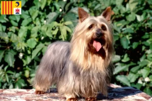 Mehr über den Artikel erfahren Australian Silky Terrier Züchter und Welpen in der Provence-Alpes-Côte d’Azur