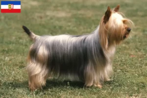 Mehr über den Artikel erfahren Australian Silky Terrier Züchter und Welpen in Schleswig-Holstein