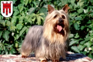 Mehr über den Artikel erfahren Australian Silky Terrier Züchter und Welpen in Vorarlberg