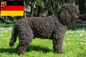 Mehr über den Artikel erfahren Barbet Züchter und Welpen in Rheinland-Pfalz