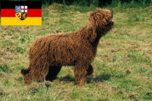 Mehr über den Artikel erfahren Barbet Züchter und Welpen im Saarland