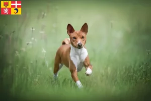 Mehr über den Artikel erfahren Basenji Züchter und Welpen in Auvergne-Rhône-Alpes