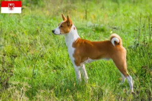 Mehr über den Artikel erfahren Basenji Züchter und Welpen in Brandenburg