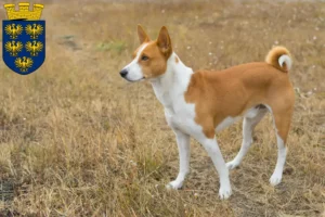 Mehr über den Artikel erfahren Basenji Züchter und Welpen in Niederösterreich