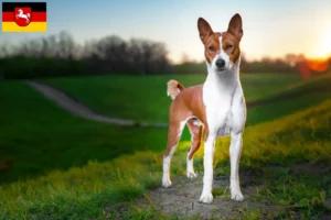 Mehr über den Artikel erfahren Basenji Züchter und Welpen in Niedersachsen