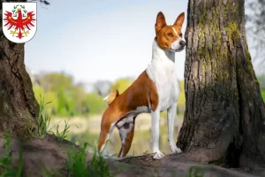 Mehr über den Artikel erfahren Basenji Züchter und Welpen in Tirol