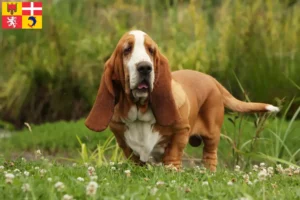 Mehr über den Artikel erfahren Basset Hound Züchter und Welpen in Auvergne-Rhône-Alpes