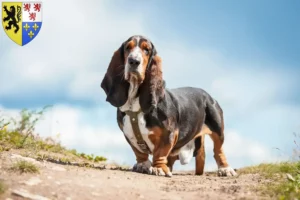 Mehr über den Artikel erfahren Basset Hound Züchter und Welpen in Hauts-de-France